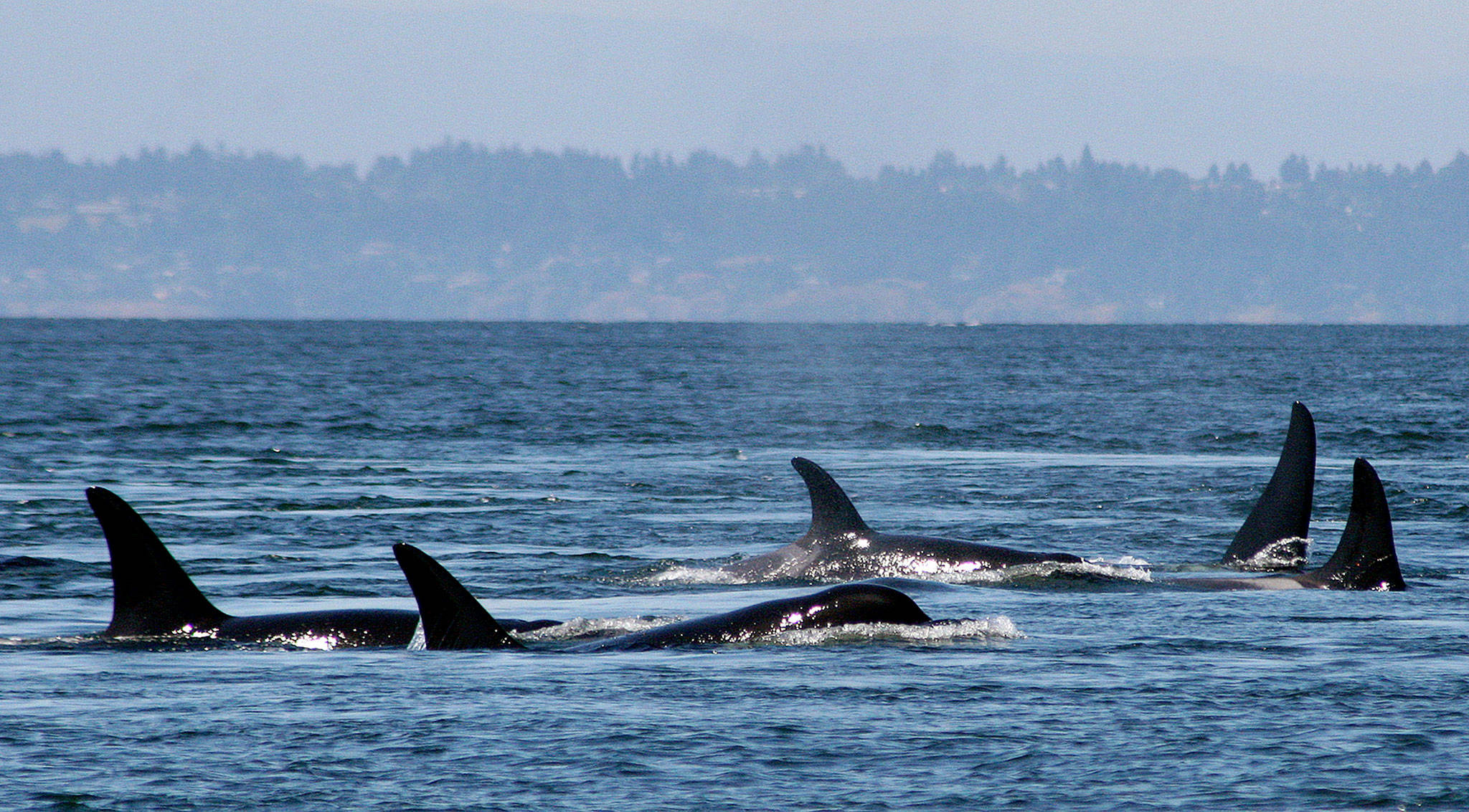 Southern resident killer whales swim off the coast of San Juan Island. A new study says that the small population of endangered Puget Sound orcas are having pregnancy problems due to stress from not getting enough salmon to eat. (Jane Cogan/University of Washington via AP)