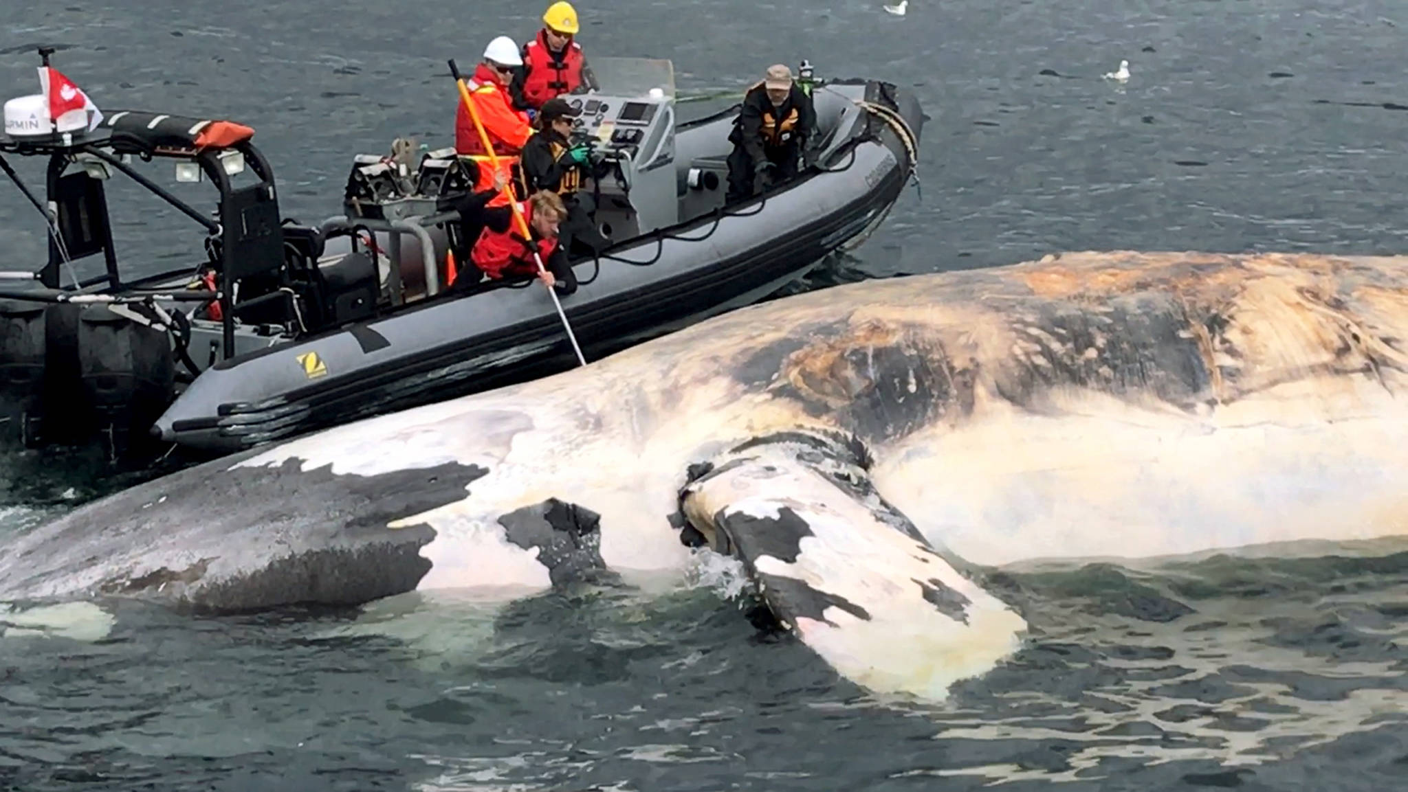 In this recent photo, researchers examine a dead North Atlantic right whale along the Gulf of St. Lawrence in Canada. (Marine Animal Response Society/The Canadian Press via AP)