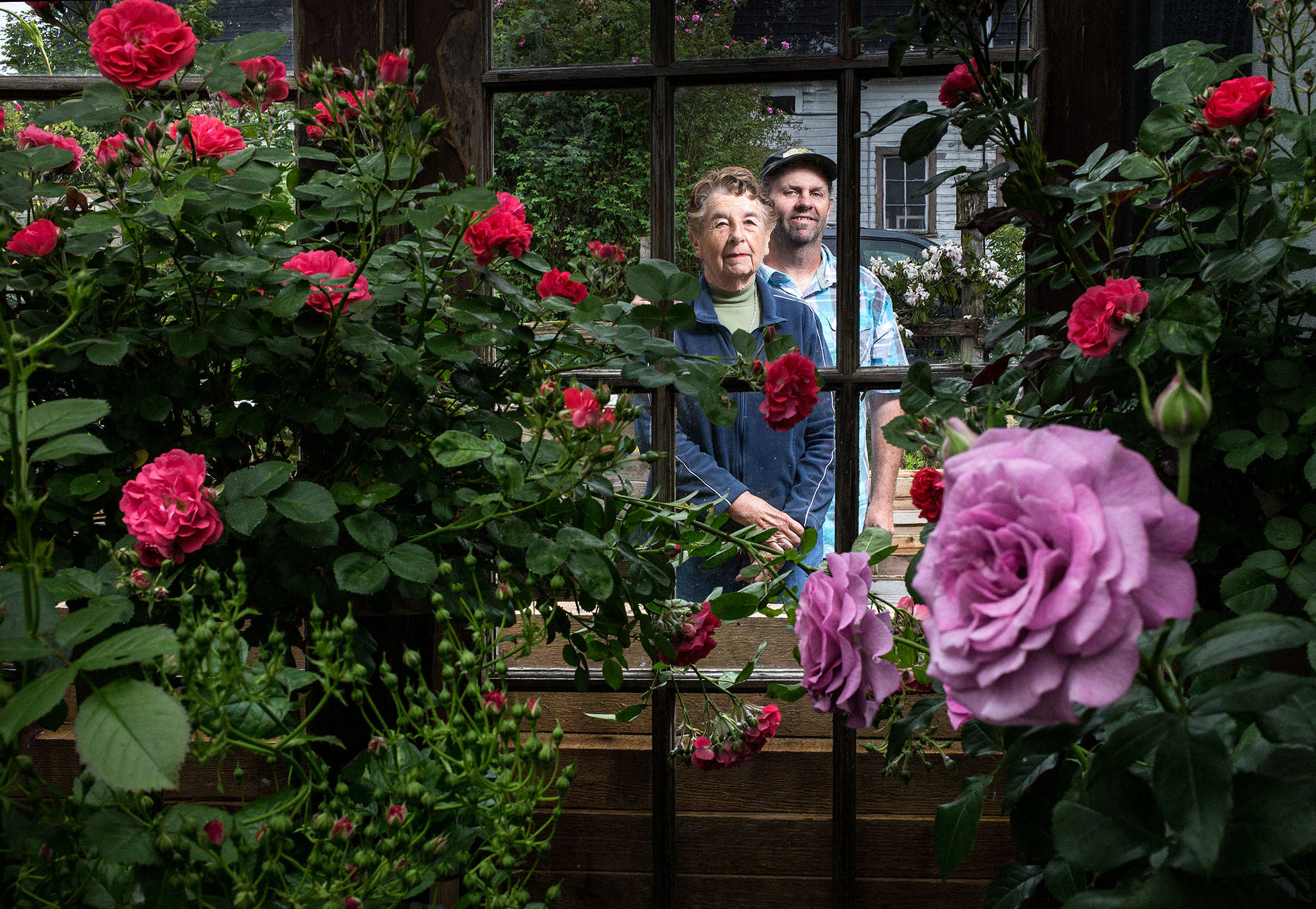 Antique Rose Farm owner Jackie McElhose and her son, farm manager Jeff McElhose, stand among some of the many roses grown at their Snohomish-area business. (Andy Bronson / The Herald)