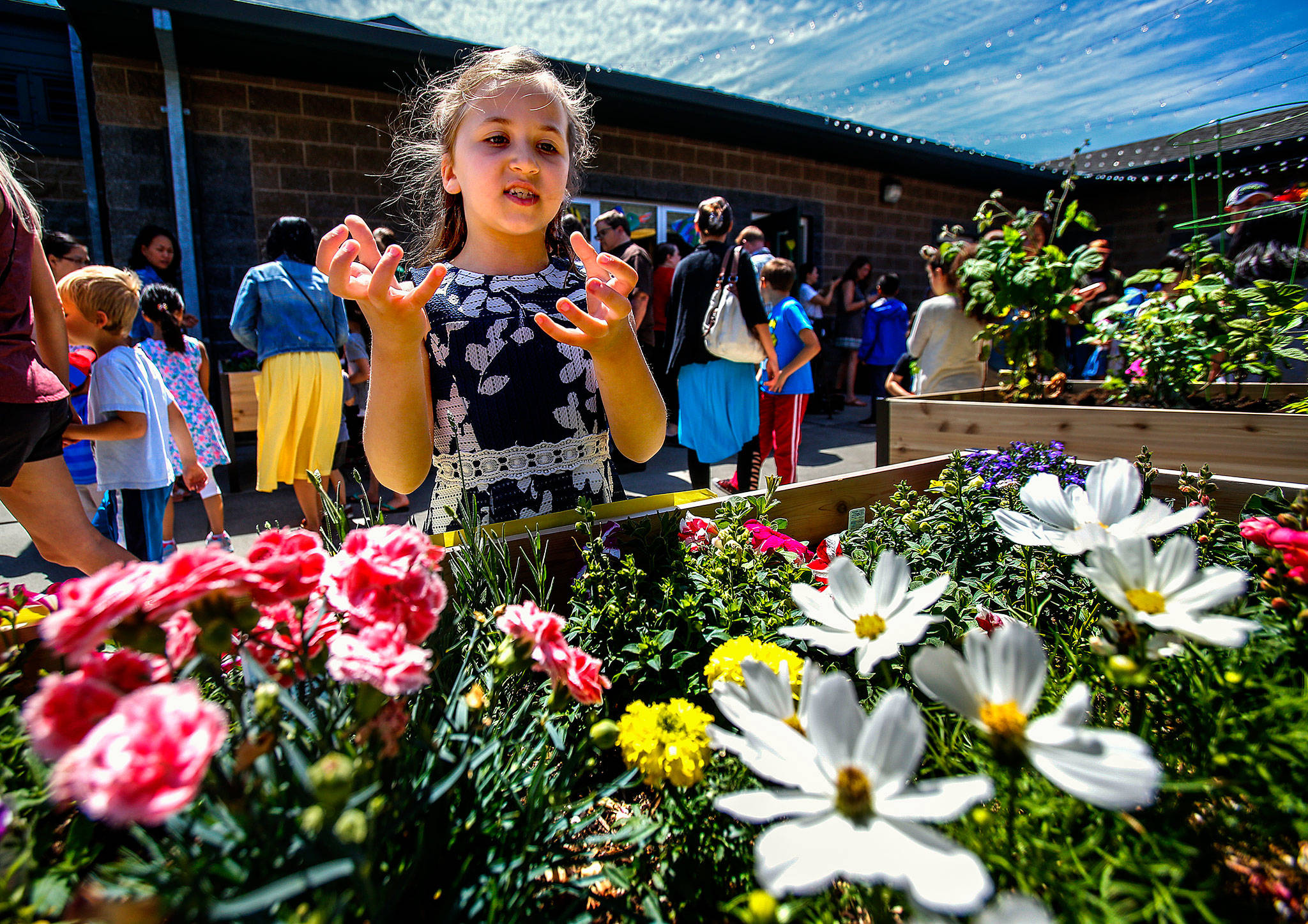 Penny Creek Elementary School second-grader Roya Farhat, 7, explains why the raised flower beds planted with mixed flowers and vegetables are good for bees, and why bees are important to us, Friday during a celebration of the great job they did creating the garden. (Dan Bates / The Herald)