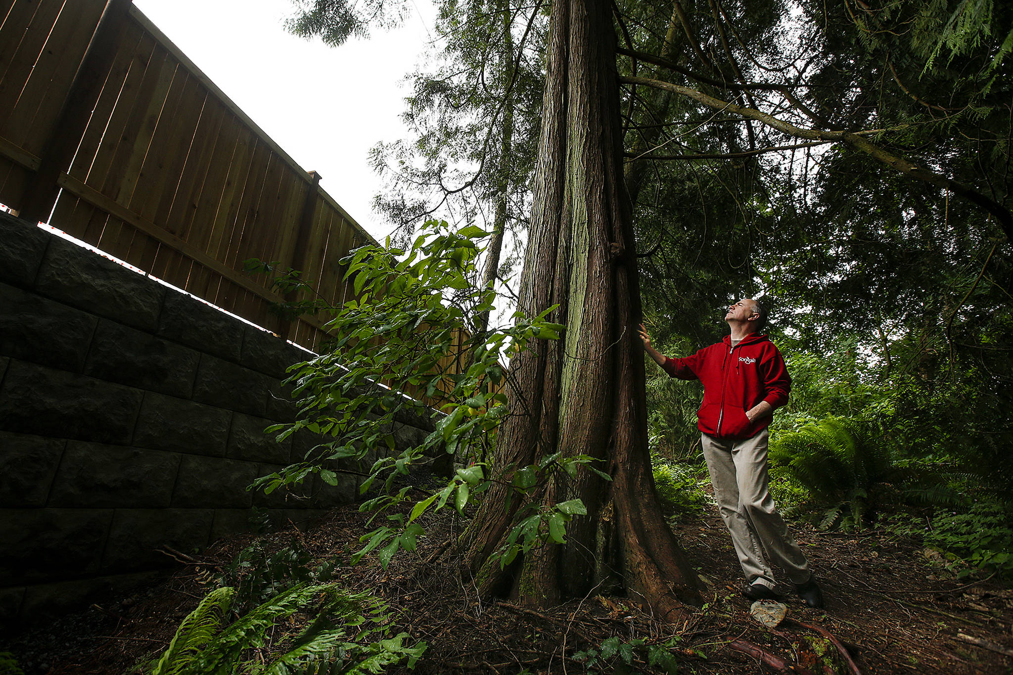 Songaia resident Brian Bansenauer looks up at a Western red-cedar tree growing near the property line separating the cohousing community from the new Crestmont Place 25-lot development in Bothell on Thursday, June 1. Bansenauer and others from the Songaia community worked with developers to help save the tree pictured as well as many others in the area. (Ian Terry / The Herald)