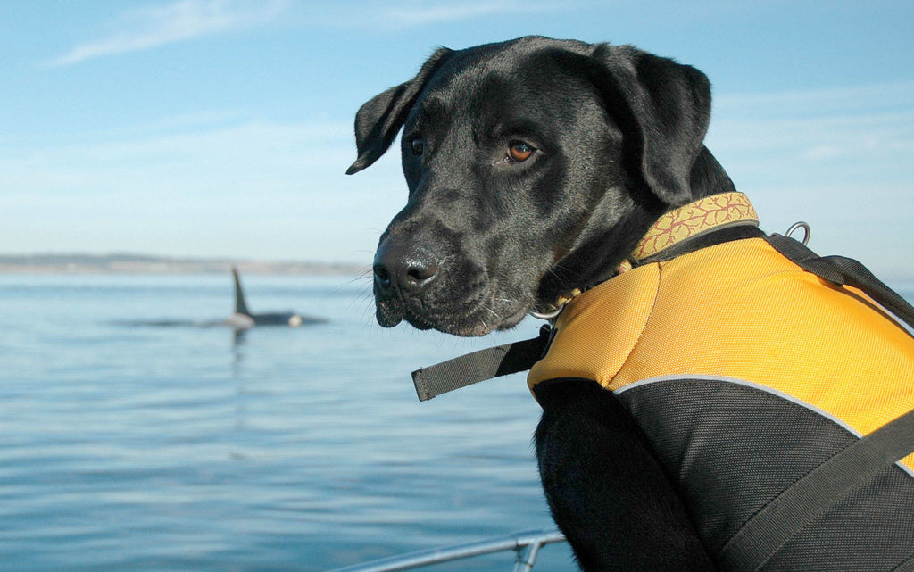 A dog trained to sniff for orca scat sits on a boat in the Salish Sea. A new study says that the small population of endangered Puget Sound orcas are having pregnancy problems due to stress from not getting enough salmon to eat. (Center for Whale Research via AP) 
