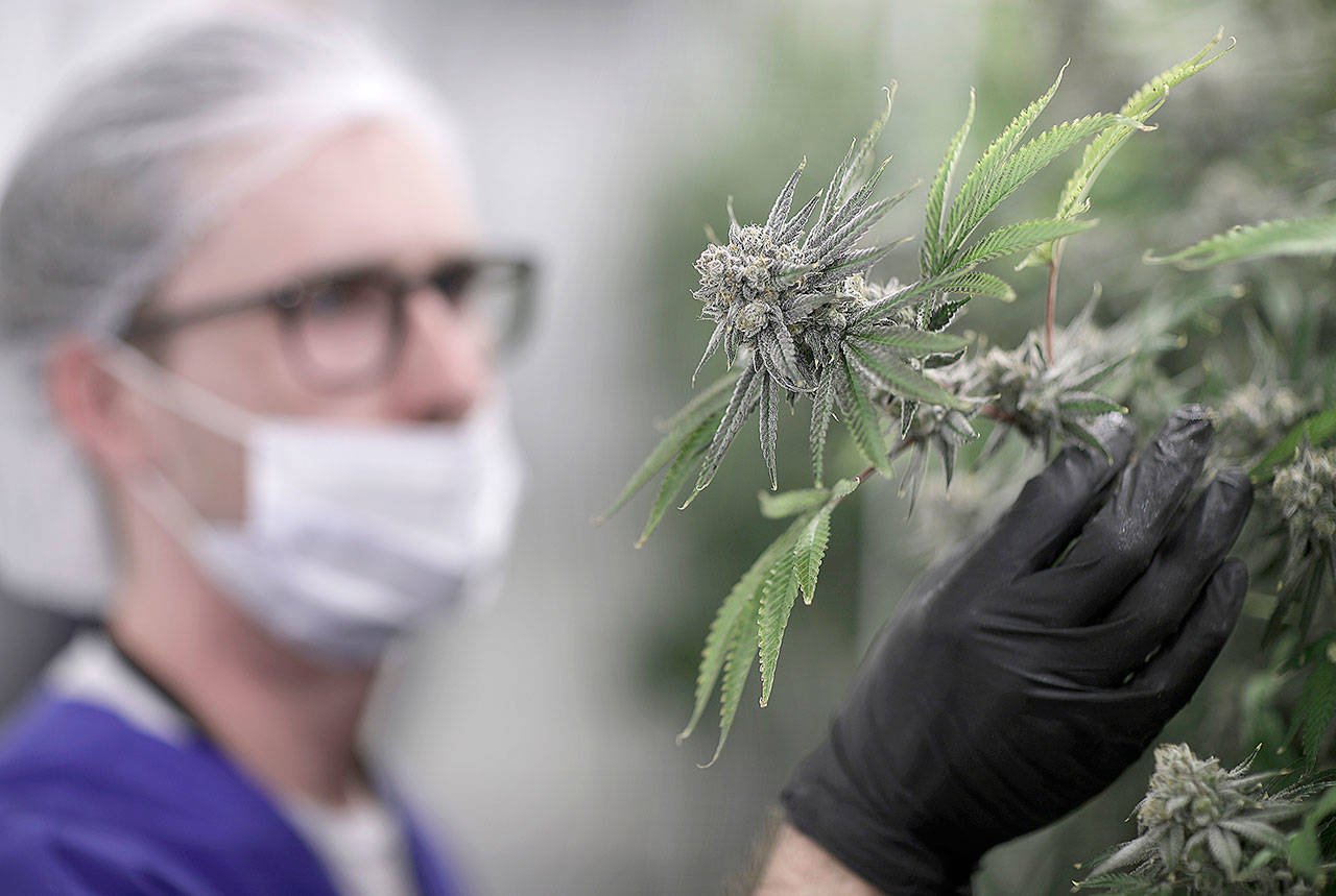 A worker examines a marijuana plant at the Desert Grown Farms cultivation facility in Las Vegas on Friday. (AP Photo/John Locher)