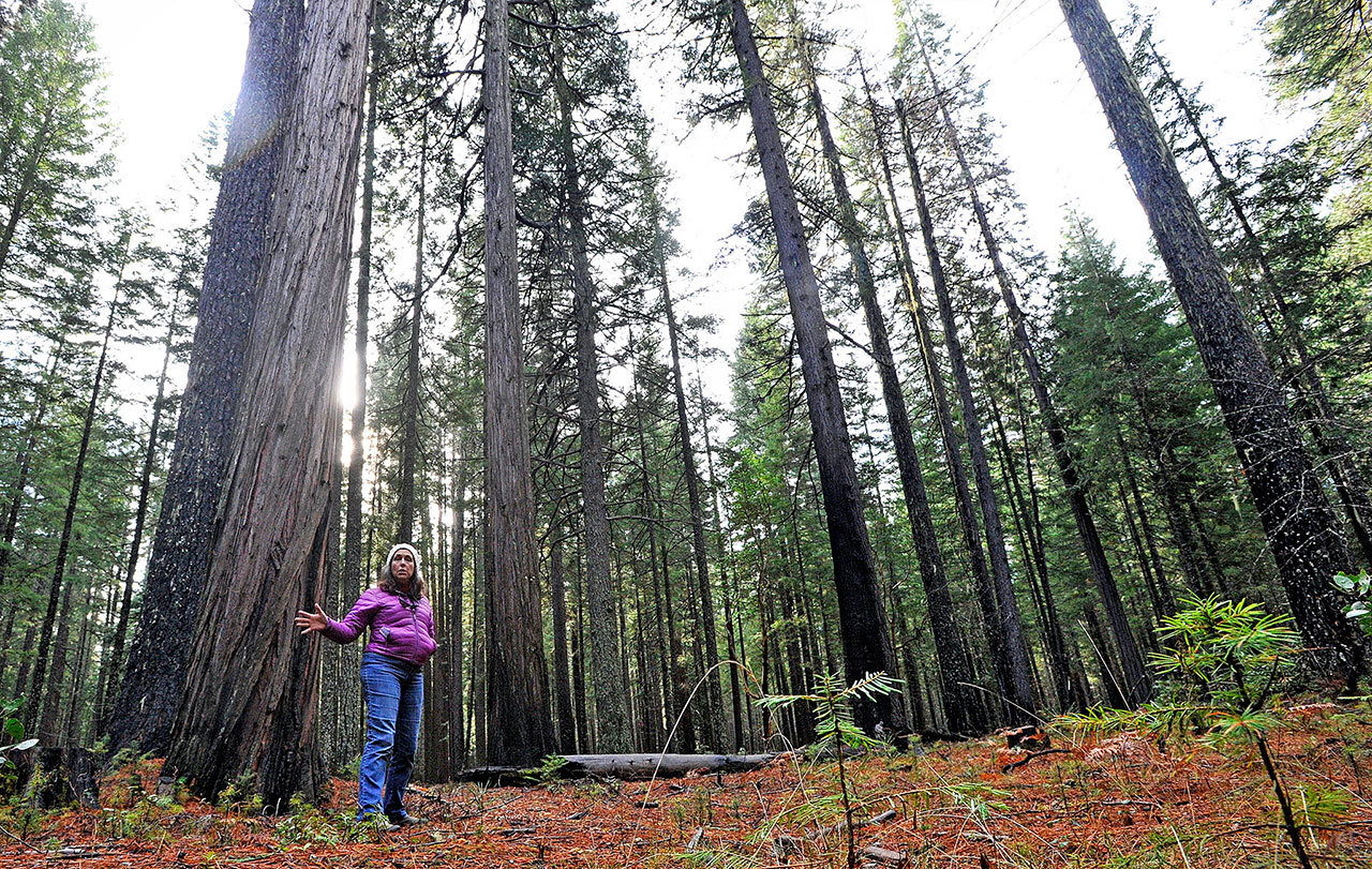 In this Tuesday, Nov. 29, 2016, photo, Ellen Goheen, a Forest Service plant pathologist in Southern Oregon, points out an area that is part of a thinning project to reclaim stands of legacy pine trees near Union Creek, Ore. The U.S. Forest Service has proposed a thinning project to save massive sugar and Ponderosa pines in Rogue River-Siskiyou National Forest in Southern Oregon. (Jamie Lusch/The Medford Mail Tribune via AP)