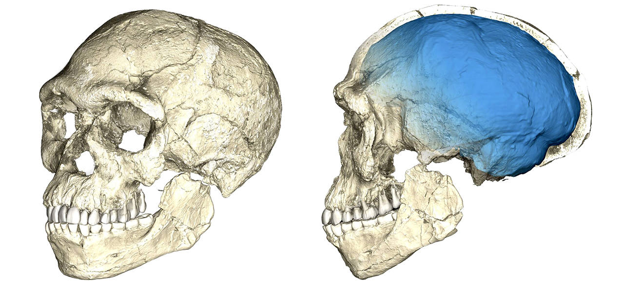 The undated artist rendering shows two views of a composite reconstruction of the earliest known Homo sapiens fossils from Jebel Irhoud (Morocco) based on micro computed tomographic scans of multiple original fossils. (Philipp Gunz/Max Planck Institute for Evolutionary Anthropology via AP)