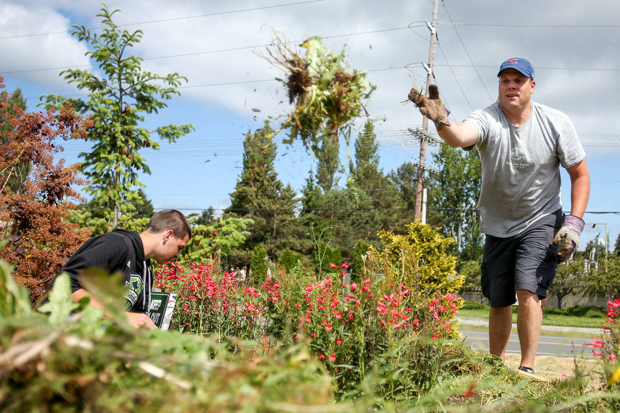 Colin Coburn tosses weeds into a wheelbarrow with TJ Rowley (left) at Freedom Park on Camano Island on June 11. (Kevin Clark / The Herald)