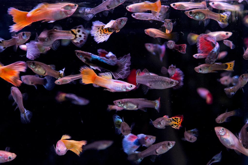 A mix of fancy guppies, emerald green brochis cory and blue-eyed bristlenose swim together in a tank at Aquarium Co-op in Edmonds. (Ian Terry / The Herald)
