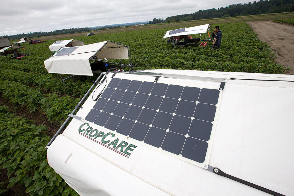 Solar panels power the picking assistants at Biringer Farms on Monday in Arlington. The individual units let pickers move at their own pace. (Andy Bronson / The Herald)
