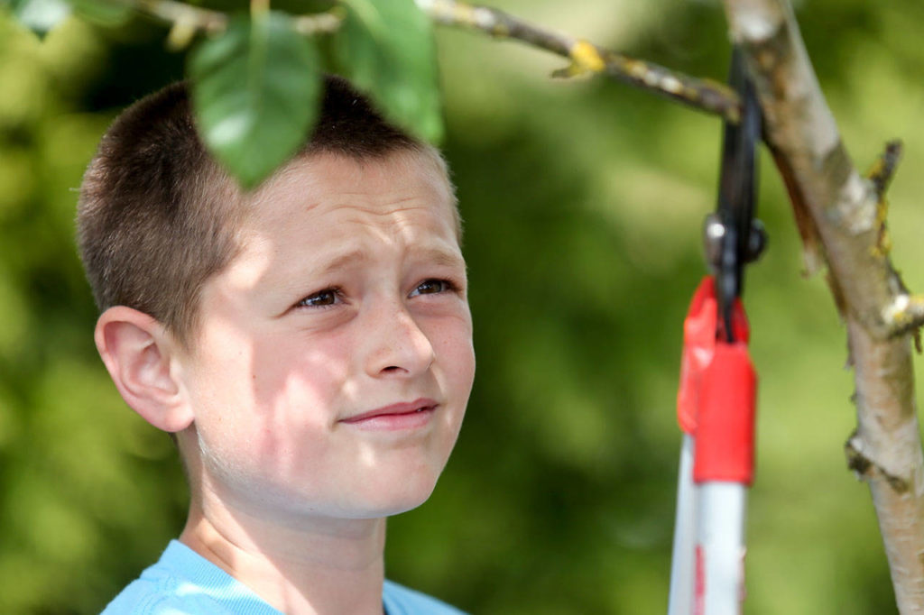 Calvin Bailey prunes a tree at Freedom Park on Camano Island on June 11. (Kevin Clark / The Herald)
