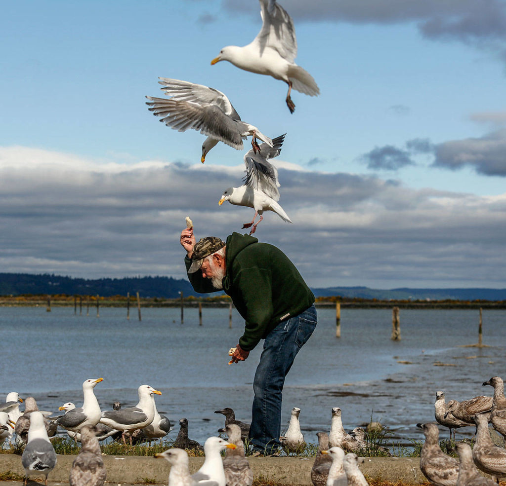 Almost appearing like a circus act, some of the gulls will touch down on Patrick Cooper’s shoulder to take bread when he holds it up. Wildlife experts advise against feeding birds and other animals. (Dan Bates / The Herald)
