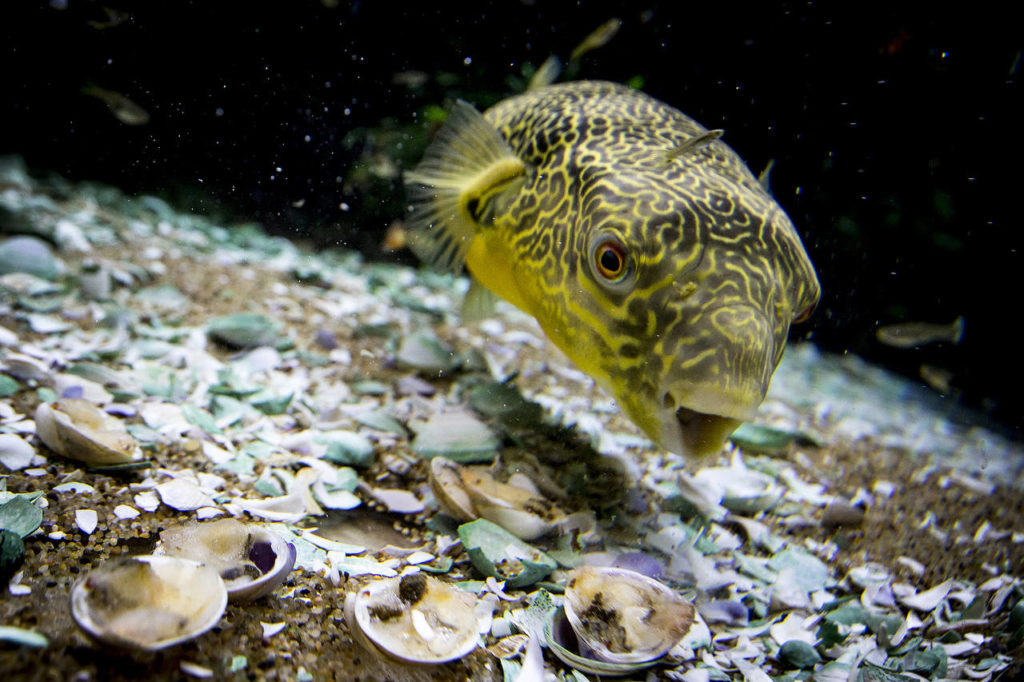 Murphy, a Mbu pufferfish, gobbles up clams in his tank at Aquarium Co-op in Edmonds. Murphy serves as the store’s mascot and can be seen online through a live feed any time. (Ian Terry / The Herald)
