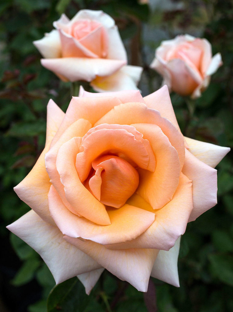 Over The Moon is a hybrid tea rose. (Andy Bronson / The Herald)
