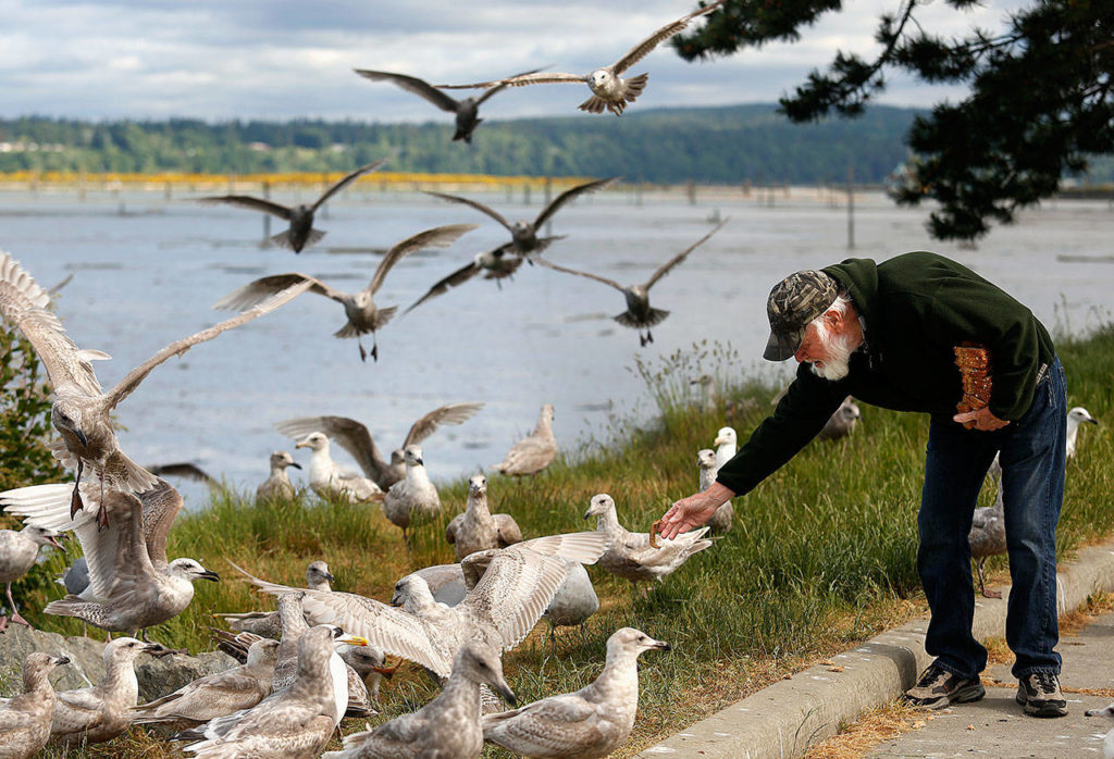 The gulls pack the shoreline when Patrick Cooper, 74, arrives each morning along the Snohomish River on the Everett waterfront. Some of them have even followed him home, he said. (Dan Bates / The Herald)
