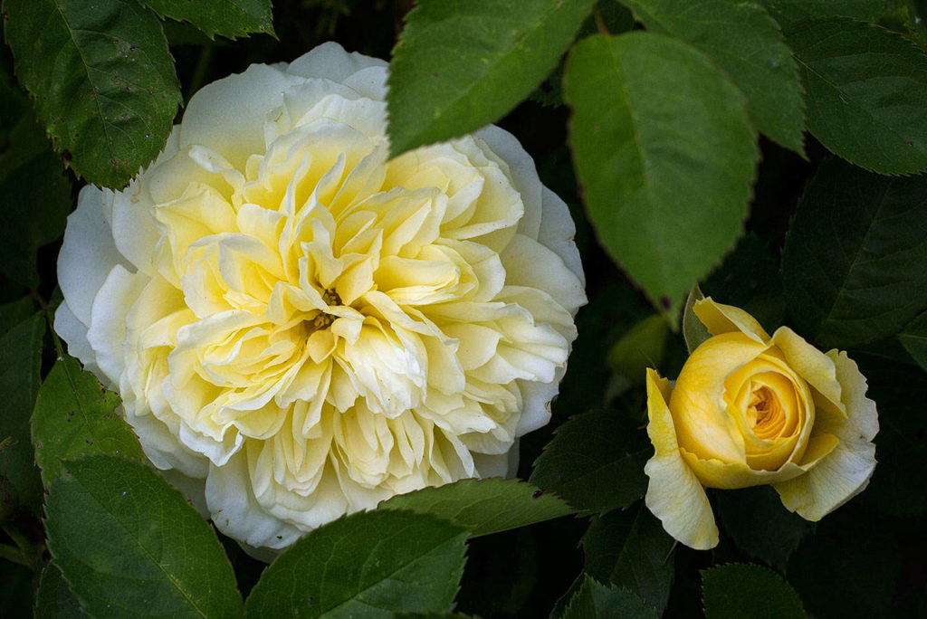 Pilgrim, from David Austin Roses, is grown at Antique Rose Farm. (Andy Bronson / The Herald)
