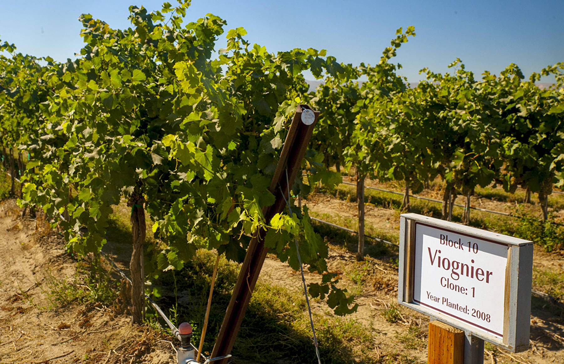 Photo by Richard Duval Images                                Lawrence Vineyard on the Royal Slope in Washington’s Frenchman Hills near Othello is proving to be a prime spot for viognier in the Columbia Valley.