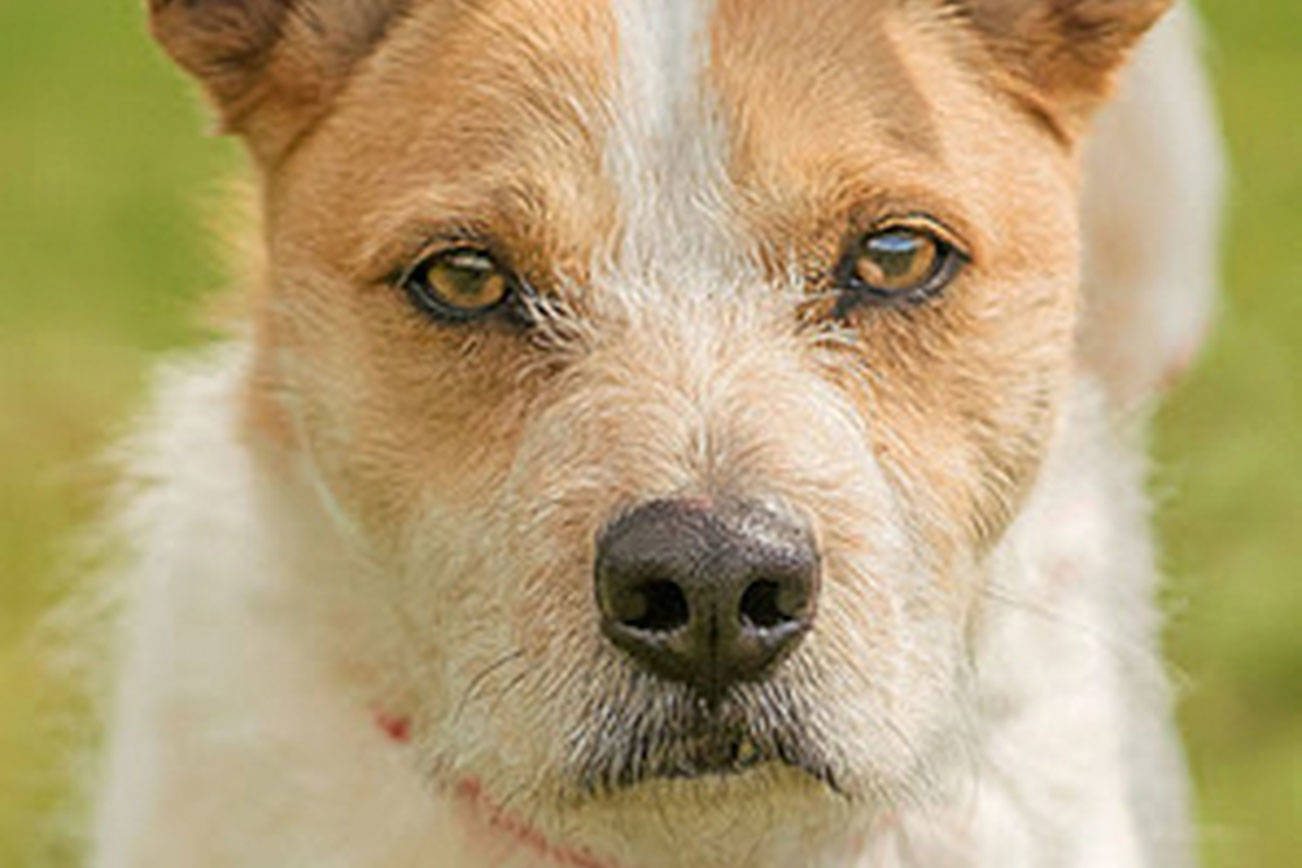 Can you adopt these dogs from Everett Animal Shelter?