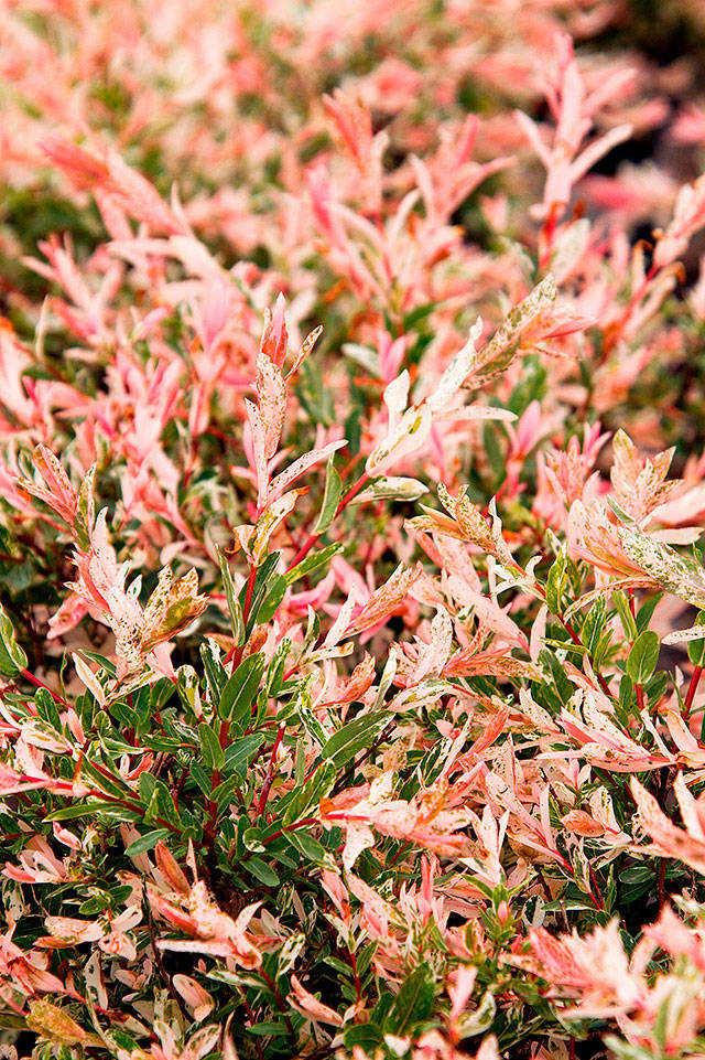 The dappled Japanese willow is a deciduous shrub with flamingo pink leaves that gradually turn vanilla and light green.(Photo by Doreen Wynja for Monrovia)