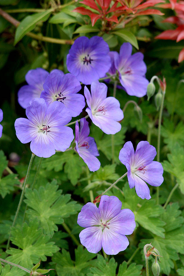 Great Plant Pick: Geranium “Gerwat” Rozanne, a hardy hybrid