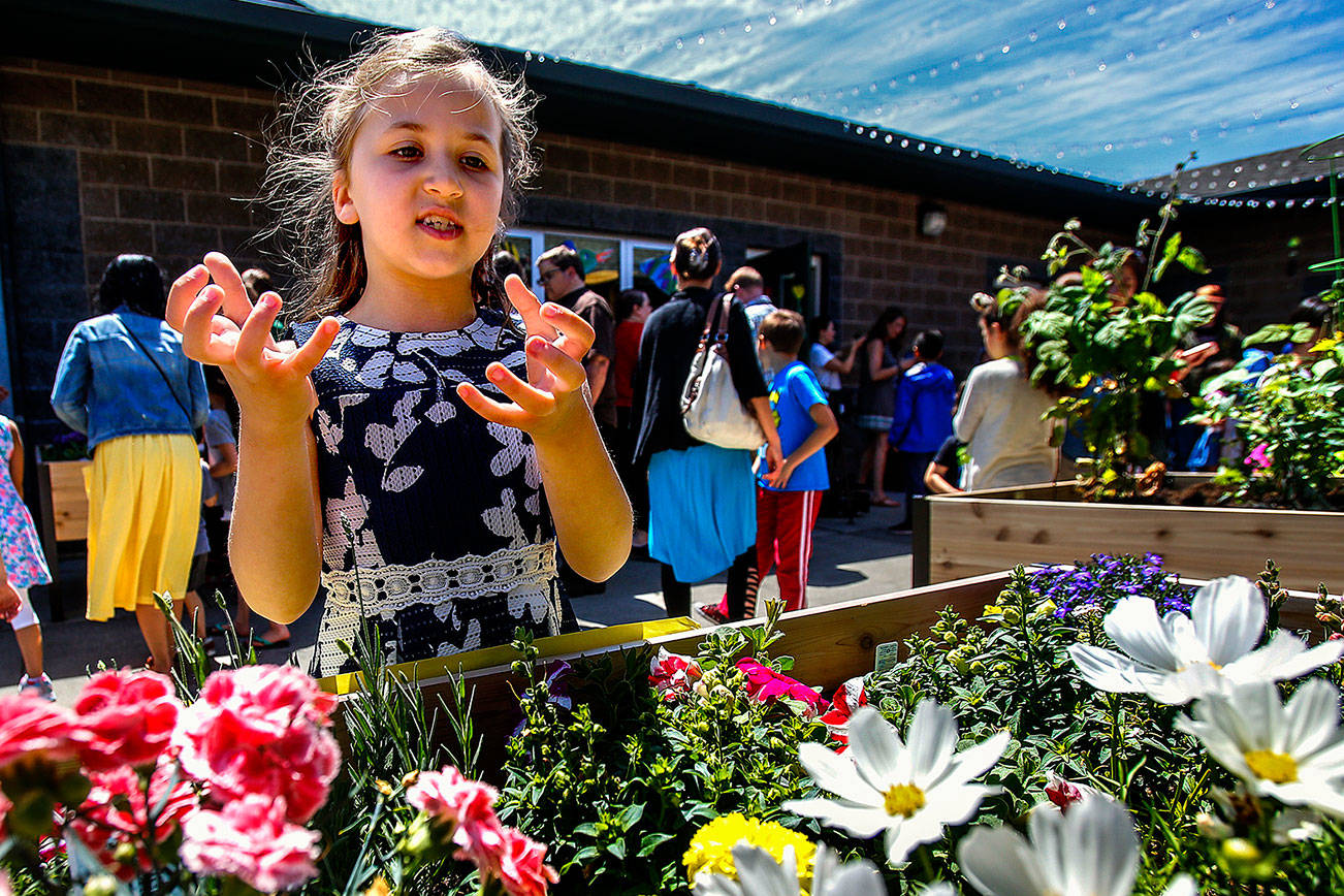 Penny Creek Elementary School second-grader Roya Farhat, 7, explains why the raised flower beds planted with mixed flowers and vegetables are good for bees, and why bees are important to us, Friday during a celebration of the great job they did creating the garden. (Dan Bates / The Herald)