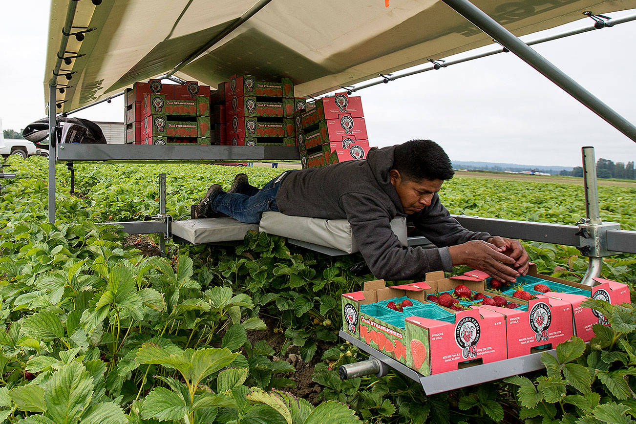 At Biringer, workers harvest strawberries on their bellies