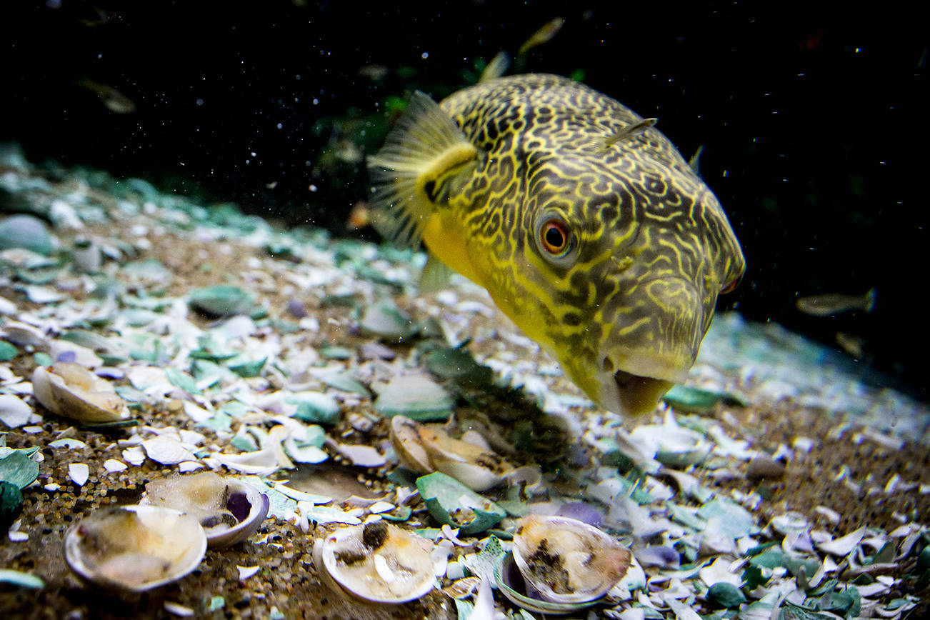 Edmonds aquarium shop attracts a school of online followers