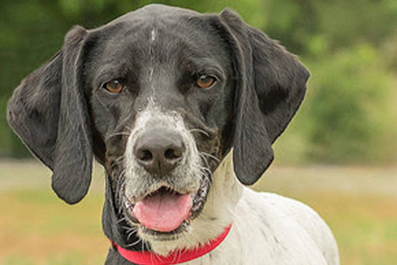 Everett Animal Shelter hounds ready for new homes