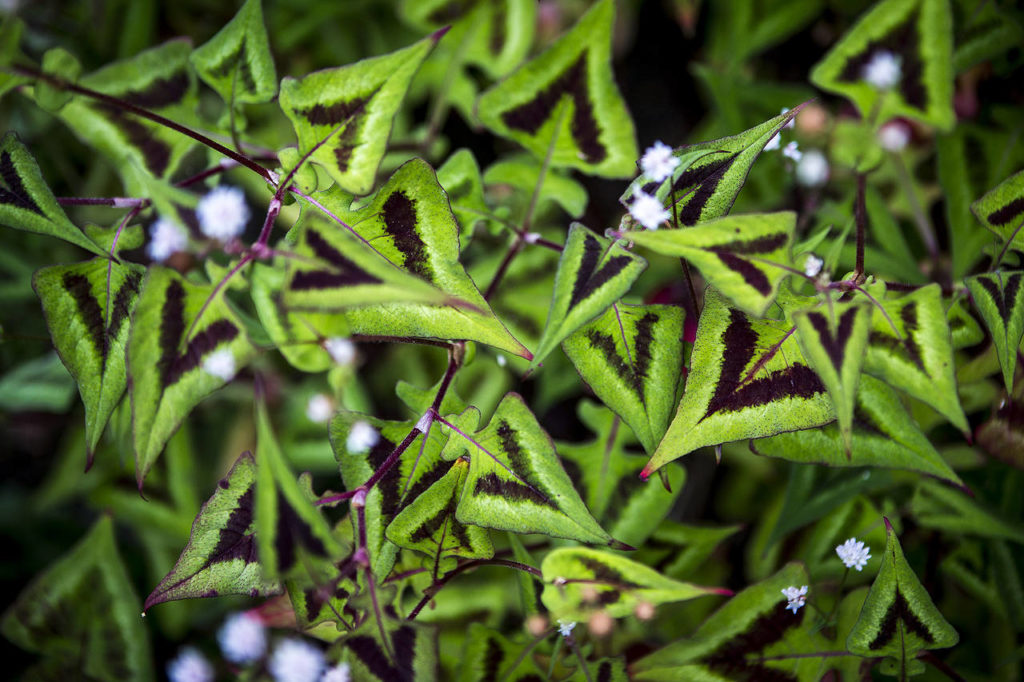 Persicaria grows in a north Edmonds home featured in Sunday’s Edmonds in Bloom tour. (Ian Terry / The Herald)
