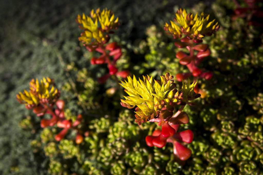 Yellow sedum grows in the front area of a north Edmonds home featured in the Edmonds in Bloom tour. (Ian Terry / The Herald)
