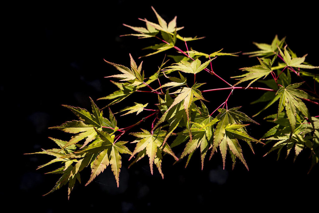 A maple tree’s leaves are illuminated by bright sunlight at a north Edmonds home featured in the Edmonds in Bloom tour. (Ian Terry / The Herald)
