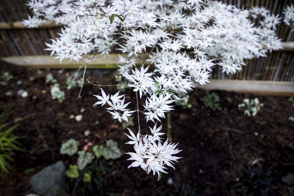 A Japanese Ukigumo white maple’s leaves pop against a shady background at a north Edmonds home featured in the Edmonds in Bloom tour. (Ian Terry / The Herald)
