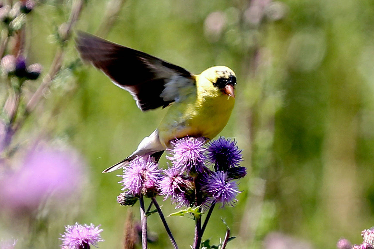 A goldfinch feeds Saturday morning on Leque Island in Stanwood on July 8, 2017. Leque Island will close for a major habitat restoration project starting later this month. The failing levees around the island are going to be removed. (Kevin Clark / The Herald)