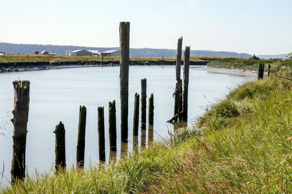 Leque Island will close for a major habitat restoration project starting later this month. The failing levees around the island are going to be removed. (Kevin Clark / The Herald)
