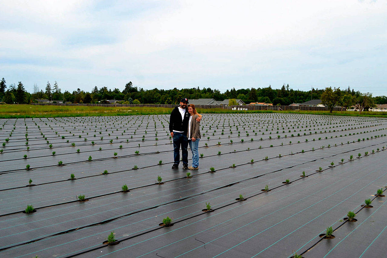 Zion and Kristy Hilliker, co-owners of B&B Family Farm in Sequim, stand in a new field of about 2,500 lavender plants they hope to harvest over and over in the coming years. About 70 percent of the new plants are Grosso lavender, Zion said. (Sequim Gazette photo by Matthew Nash)