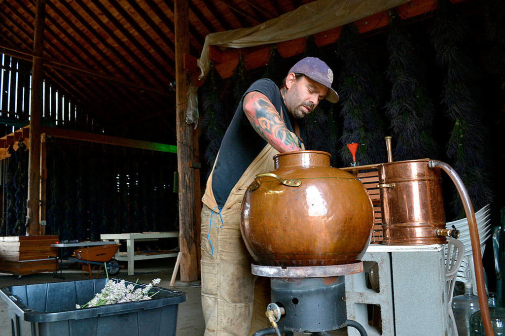 Zion Hilliker, co-owner of B&B Family Farm, readies some lavender for distillation prior to last year’s Sequim Lavender Weekend. The farm’s Hidcote pink lavender and Grosso lavender received gold certification from the U.S. Lavender Oil Awards. (Sequim Gazette file photo by Matthew Nash)
