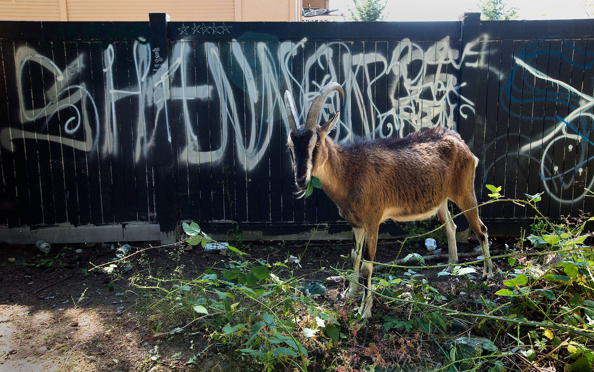 Huckleberry, an Alpine goat, chews on leaves along a graffitied fence behind the Fred Meyer on Evergreen Way on Wednesday in Everett. Huckleberry was one of the 120 goats, from Rent-a-Ruminant LLC, used to clear out heavy vegetation in an eco-friendly way. (Andy Bronson / The Herald)