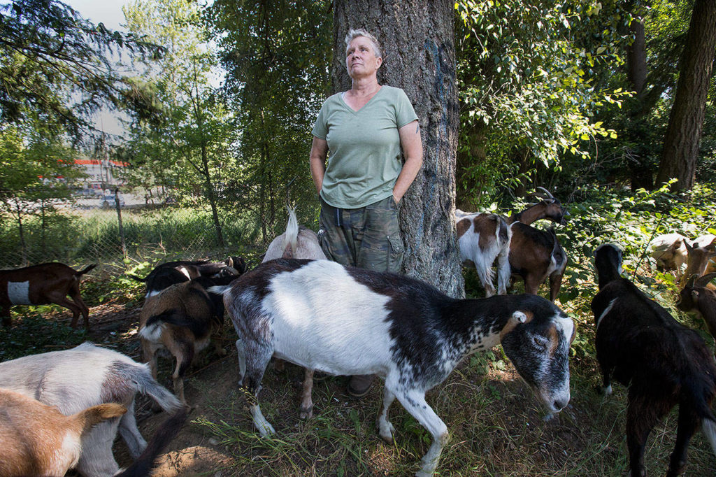 Rent-a-Ruminant LLC owner Tammy Dunakin watches as her 120 goats feed. (Andy Bronson / The Herald)
