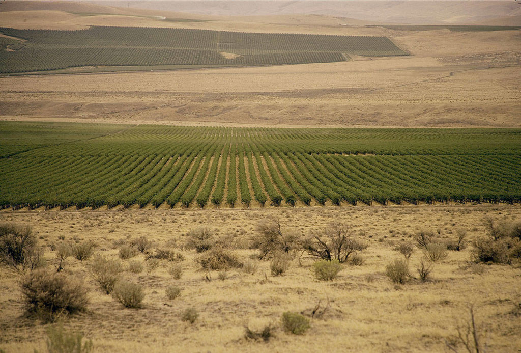 Cold Creek Vineyard is a 40-year-old planting that overlooks the Wahluke Slope and the Vernita Bridge across the Columbia River. When Chateau Ste. Michelle planted the first 500 acres, it doubled the vineyard acreage in the state. (Photo courtesy of Chateau Ste. Michelle)
