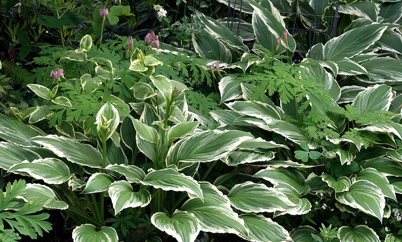 Hosta “Francee” is a great choice for massing or using as a single specimen. (Richie Steffen)