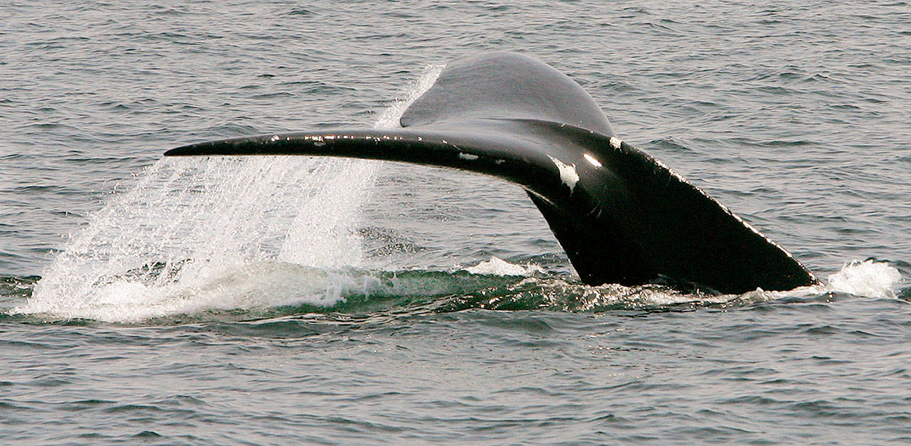 In this 2008 photo, a North Atlantic right whale dives in Cape Cod Bay near Provincetown, Massachusetts. (AP Photo/Stephan Savoia, File)