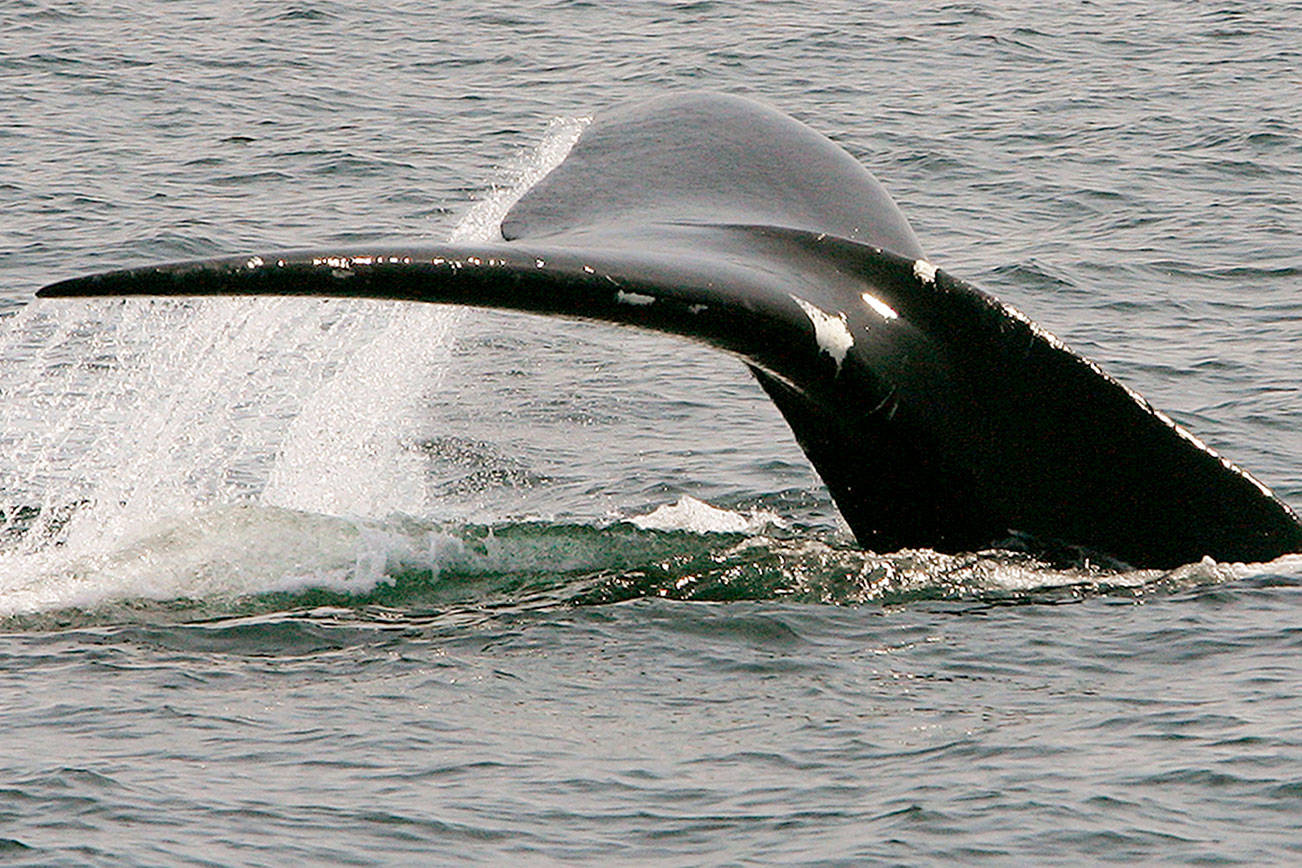 US halts efforts to free trapped whales after rescuer killed - The Daily Herald