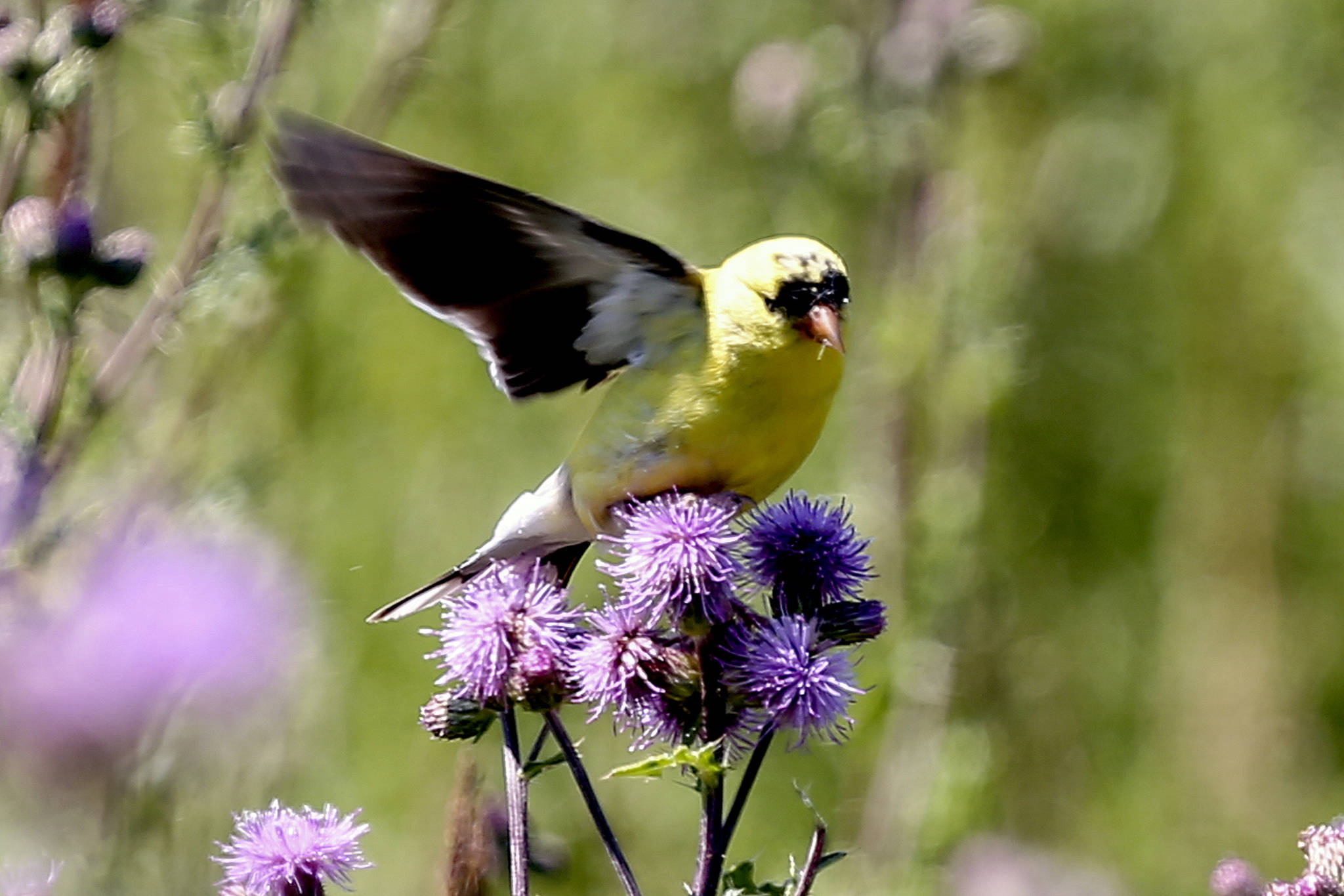 A goldfinch feeds Saturday morning on Leque Island in Stanwood on July 8. (Kevin Clark / The Herald)