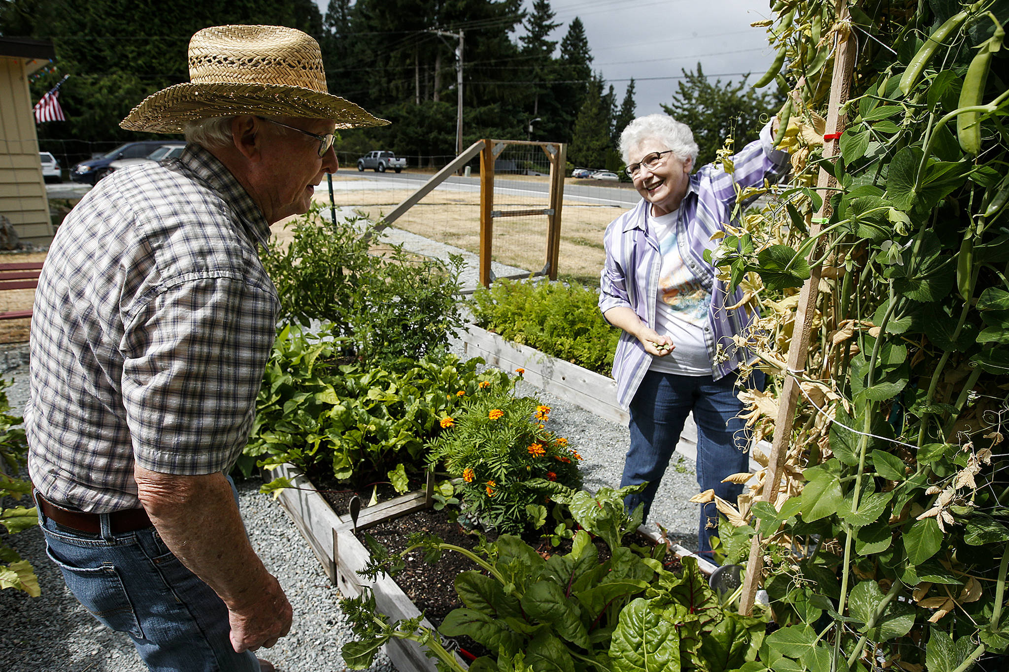 Joan and Hank Husby harvest their tall peas in the Warm Beach community garden in Stanwood on July 20. (Ian Terry / The Herald)