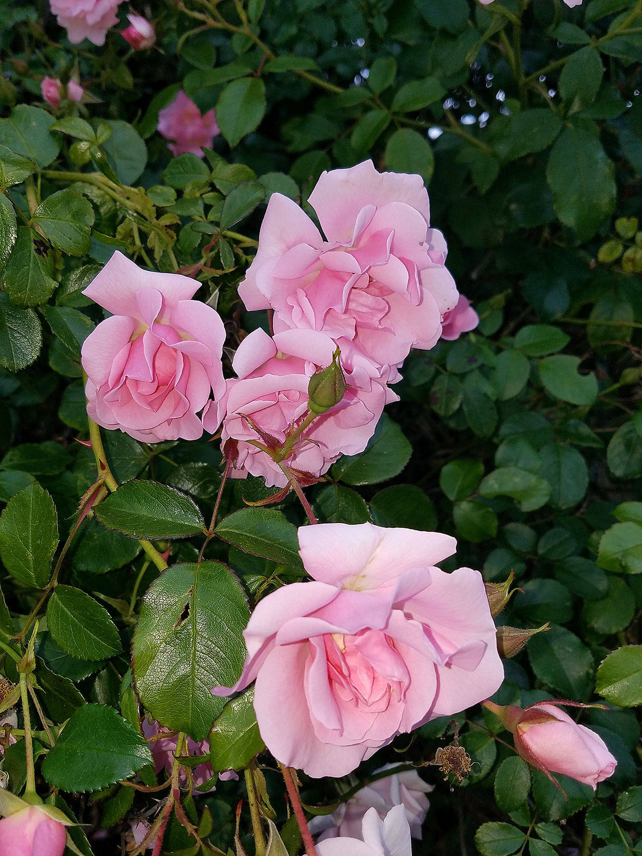 Baby Blanket rose is noted for its pink flowers, resistance to common rose diseases, compact spreading habit and rapid repeat bloom. (Photo by Sandra Schumacher)