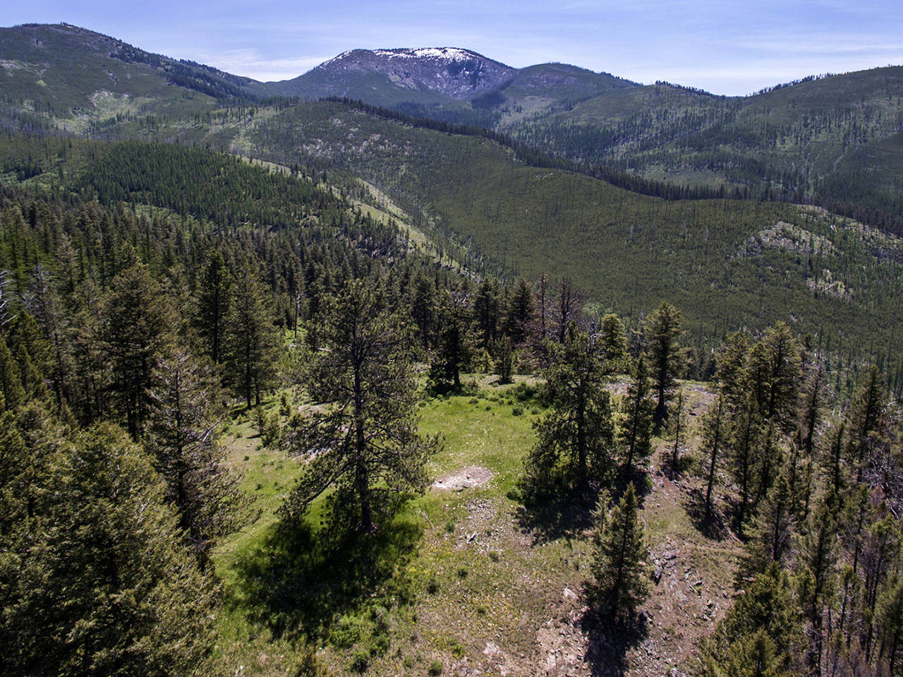 This June 7 photo shows the Colville National Forest. (Steve Ringman/The Seattle Times via AP)