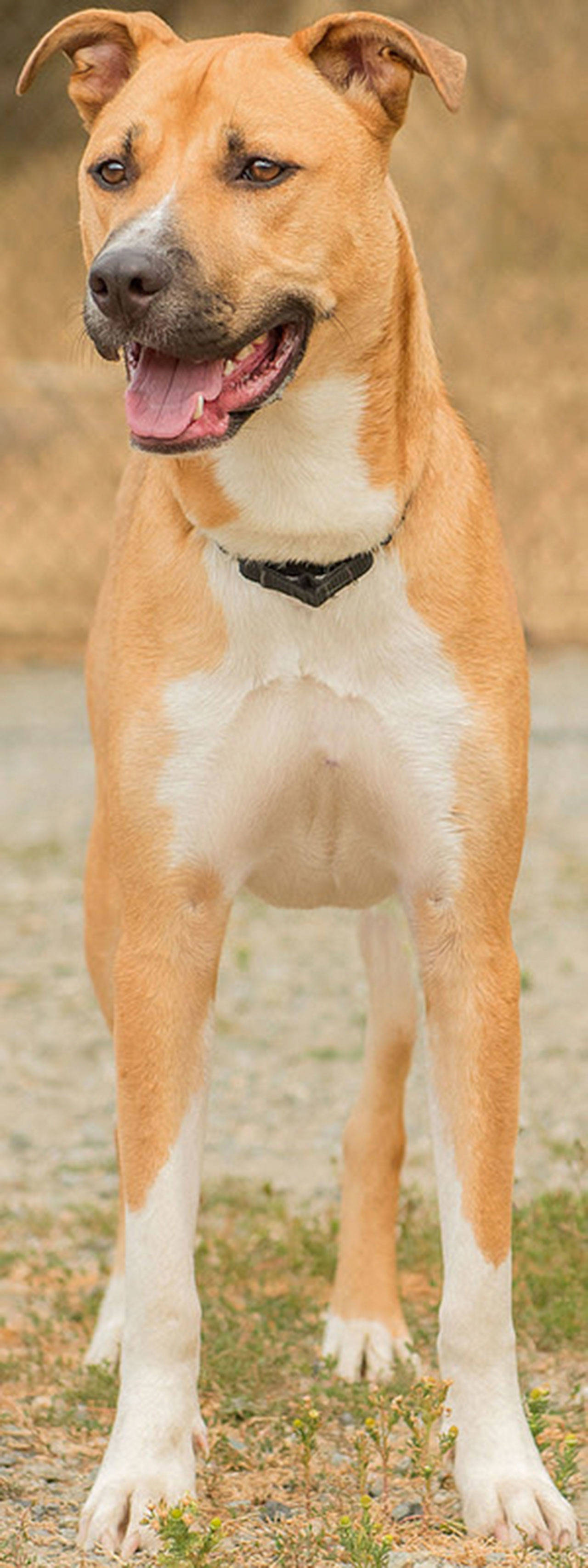 George is a big handsome guy! He has not lived with other dogs and plays roughly so will need a meet and greet. He can not live with cats or poultry as he finds them too much fun. He is house-trained and will need plenty of daily exercise. George has not lived with children and appears to be hesitant around them so any children in the home should be over the age of 12 years. (Curt Story/Everett Animal Shelter)