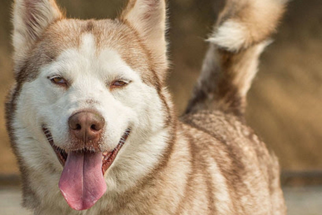 Jack, George and Maggie — dogs ready for adoption in Everett