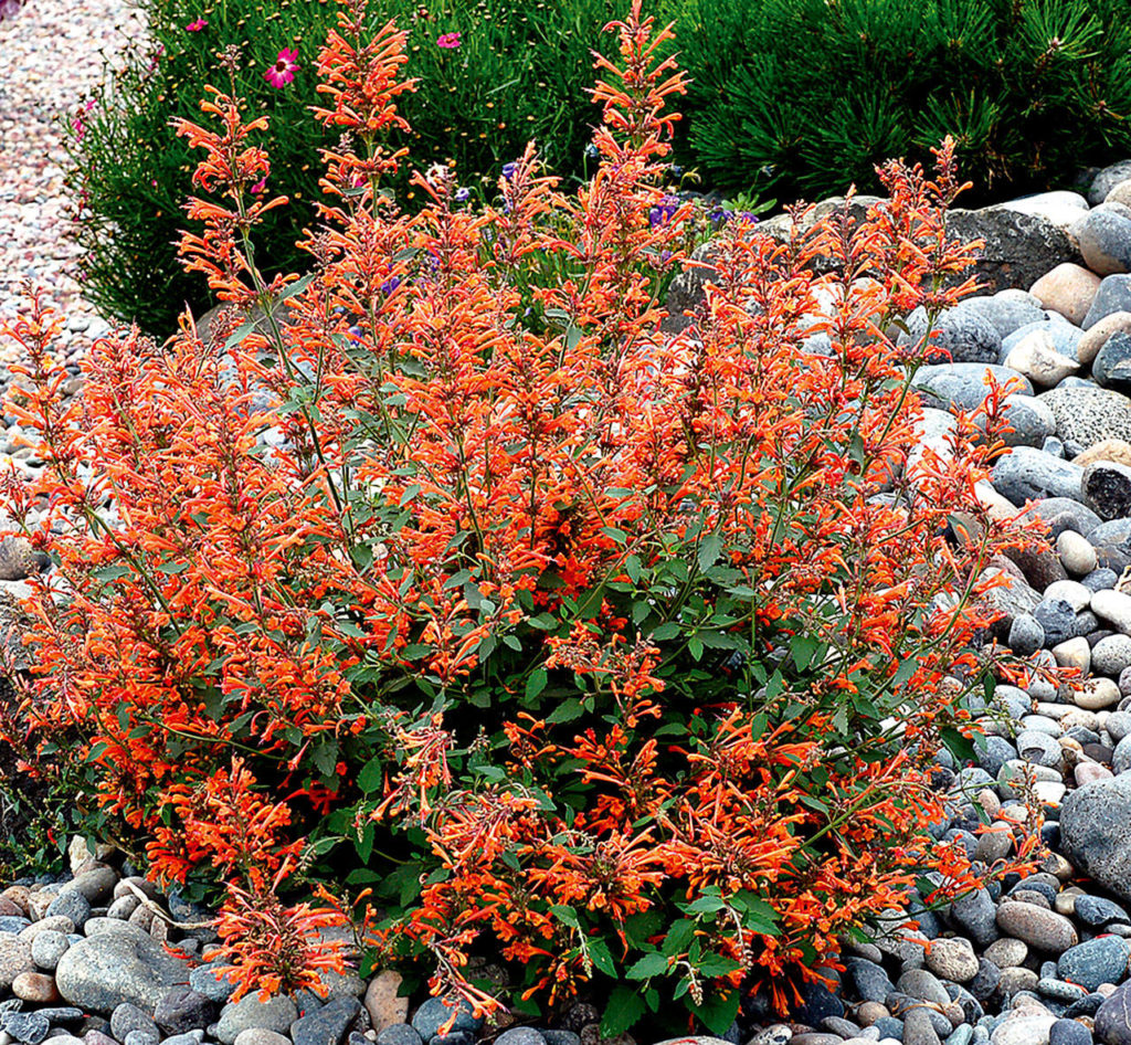 With the common name hummingbird mint, Agastache “Kudos Mandarin” is a real hummingbird magnet. (Photo courtesy of Terra Nova Nurseries Inc. / www.terranovanurseries.com)
