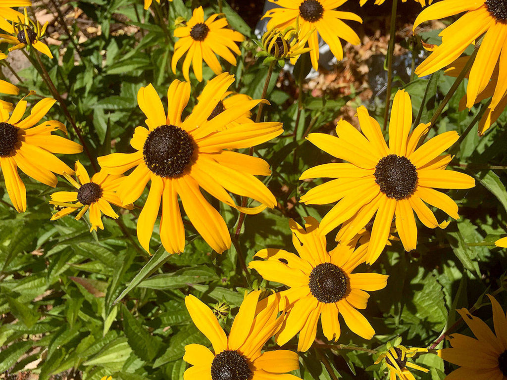 Black eyed Susan blends well with orange-blossomed plants. (Pam Roy/For The Herald)
