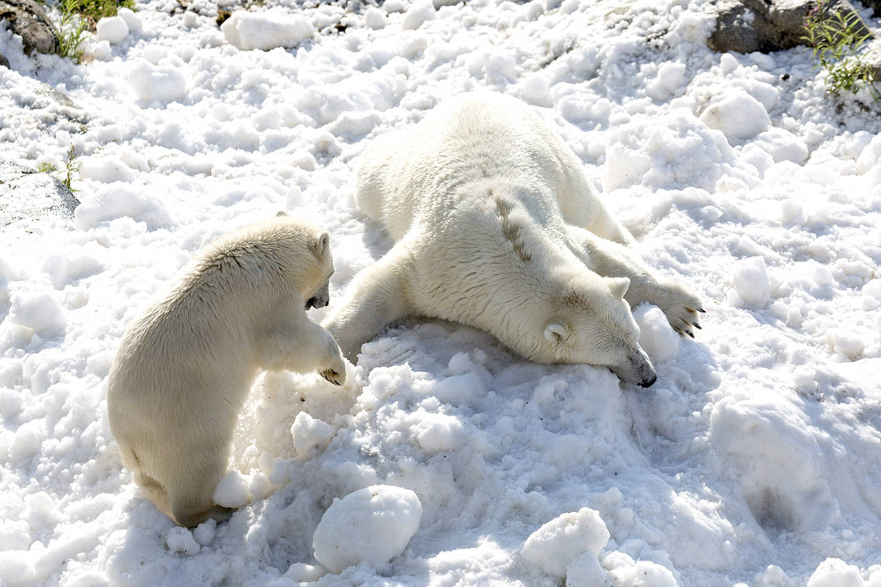 Polar bear Venus (right) and her 8-month-old cub of the Ranua Zoo enjoy the snow in the polar bear’s enclosure in Ranua, Finnish Lapland, on Wednesday. (Marko Junttila/Ranua Zoo via AP)