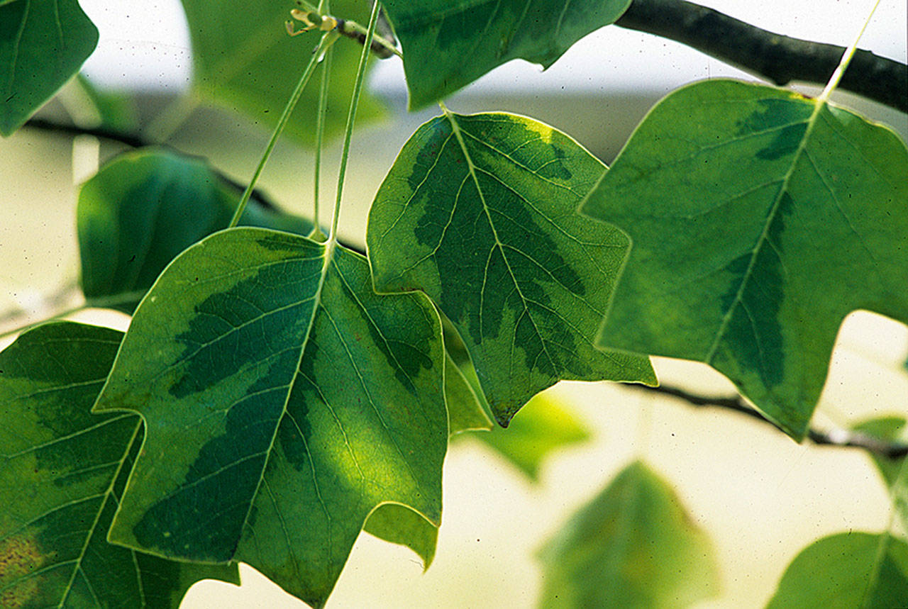 Liriodendron tulipifera “Aureomarginatum,” the varigated tulip tree, is among the most elegant of variegated trees. (Richie Steffen/Great Plant Picks)